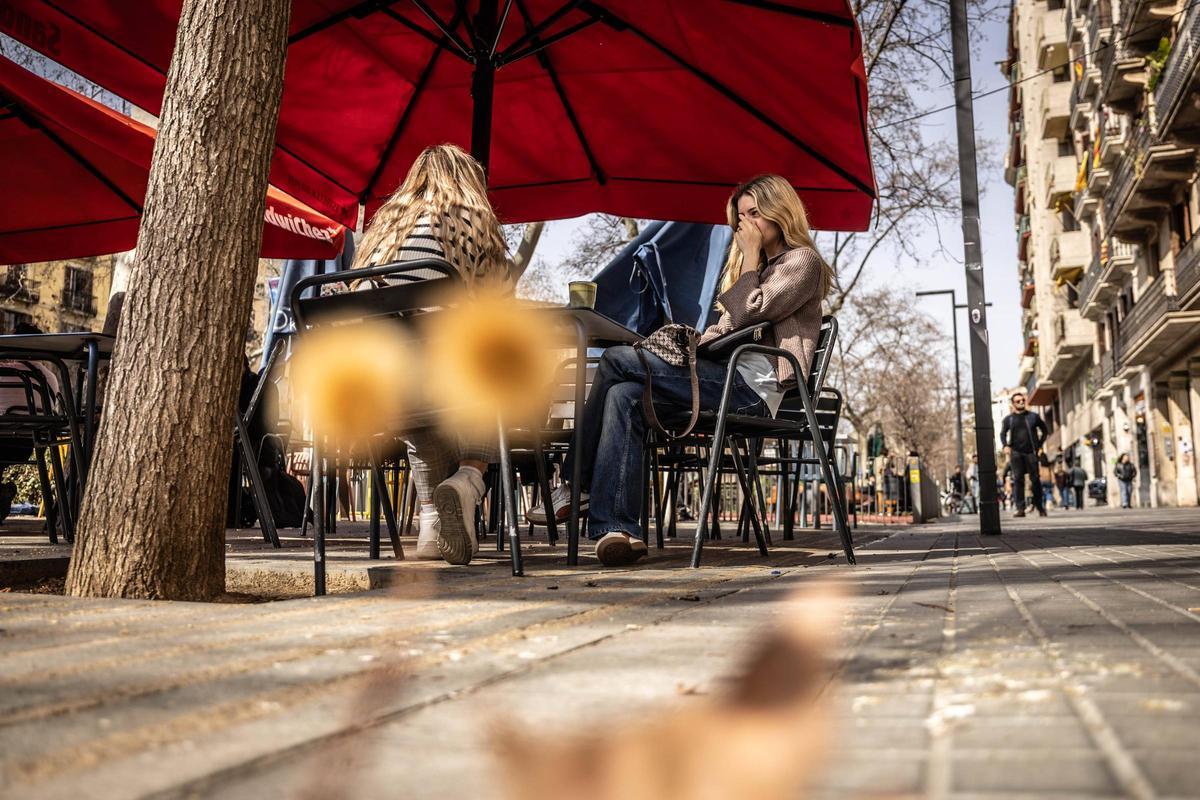 Motas de polen de los plataneros de paseo de Sant Joan, en Barcelona.