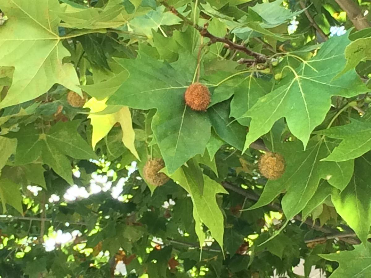 Platanus orientalis, especie que causa muchas alergias