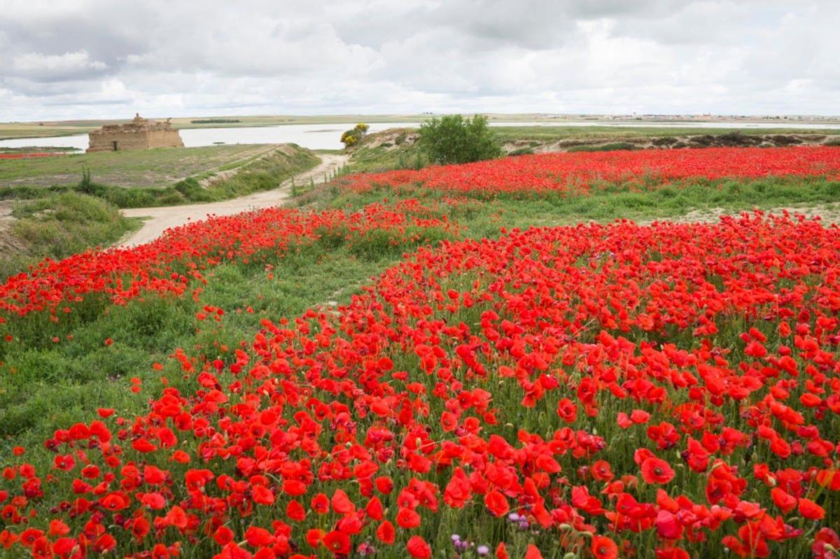 Zamora, campos de flores