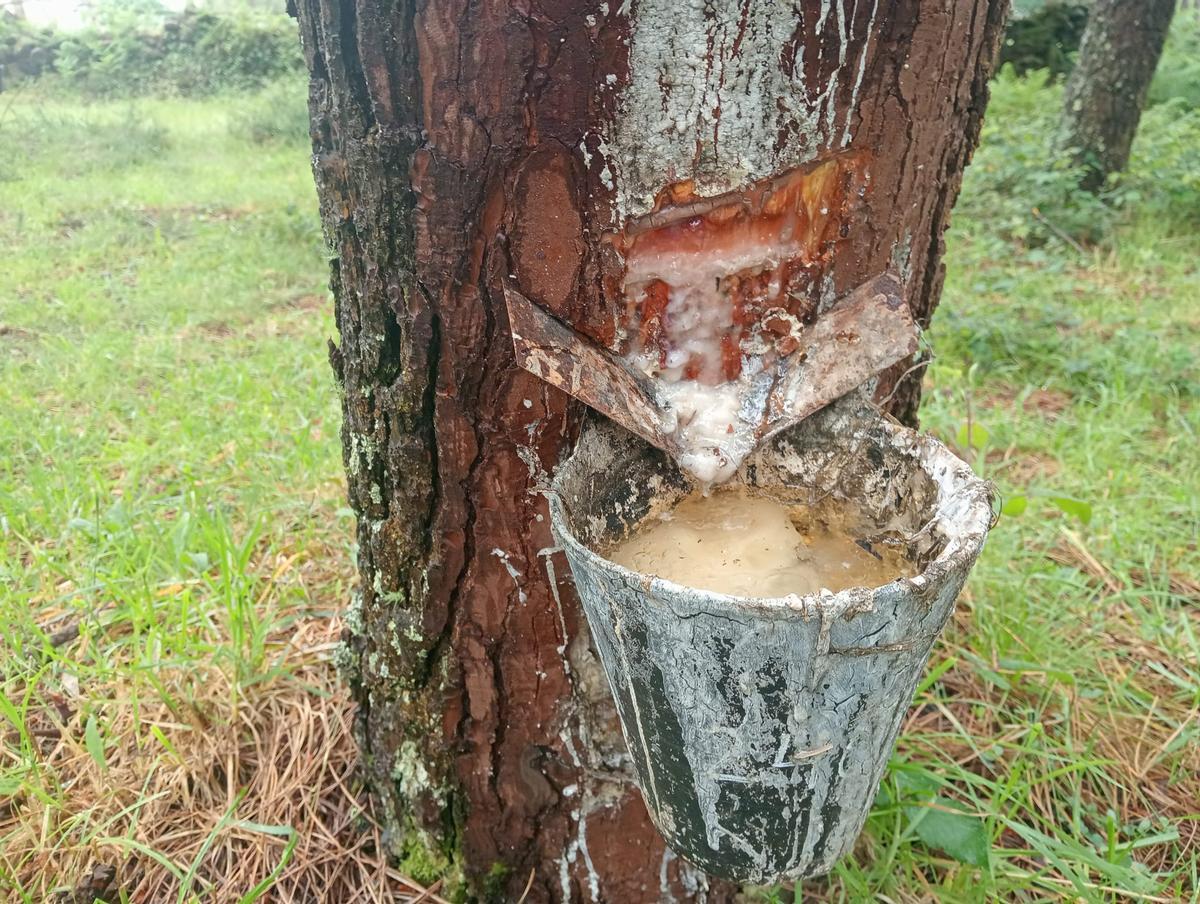 Sistema de extracción tradicional de resina.