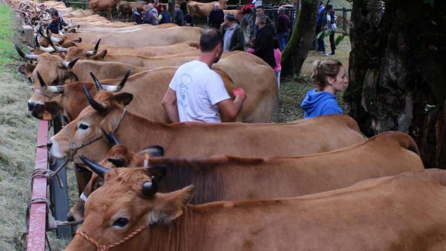 Sobrescobio celebra el domingo su anual Concurso Exposición de Ganado