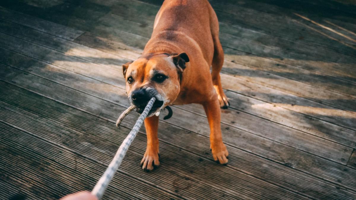 Las razones por las que tu perro muerde mientras jugáis.