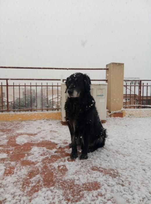 Nieve en Javalí Nuevo