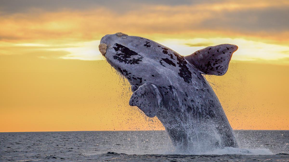 La ballena franca austral convierte Península Valdés en uno de los mejores lugares de Argentina para observar fauna marina.