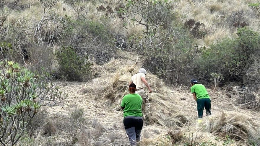 El Cabildo sustituye plantas invasoras en Bandama por 300 autóctonas