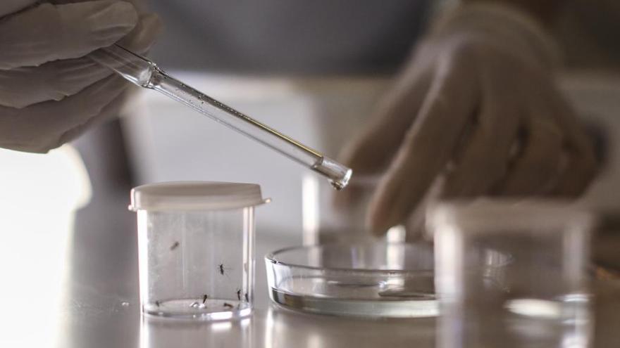 Investigadores de la UCAM descubren una molécula que puede combatir el Zika
