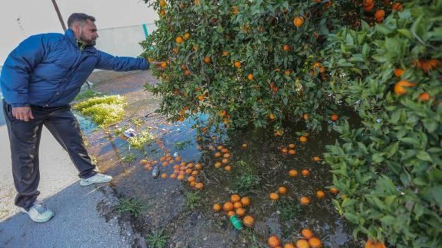 La huerta pierde el 60% de la naranja y el 30% de la mandarina