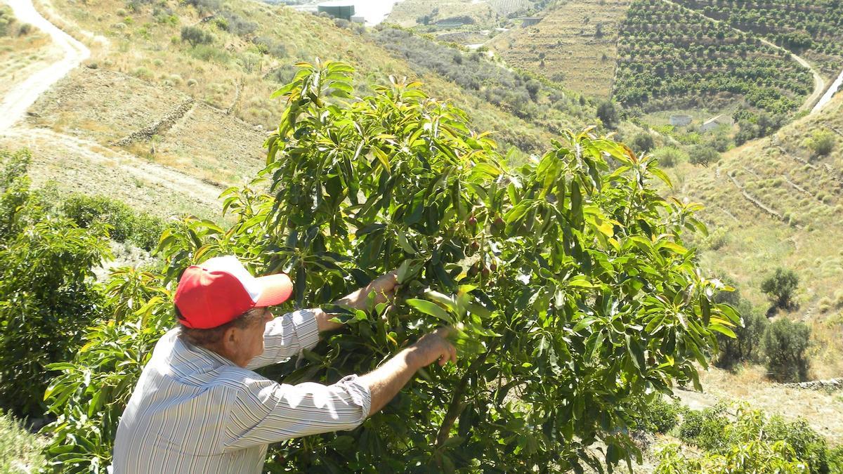 Un agricultor malagueño en El Morche.