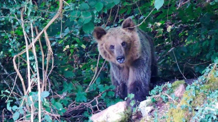 Un oso, este año en Somiedo.