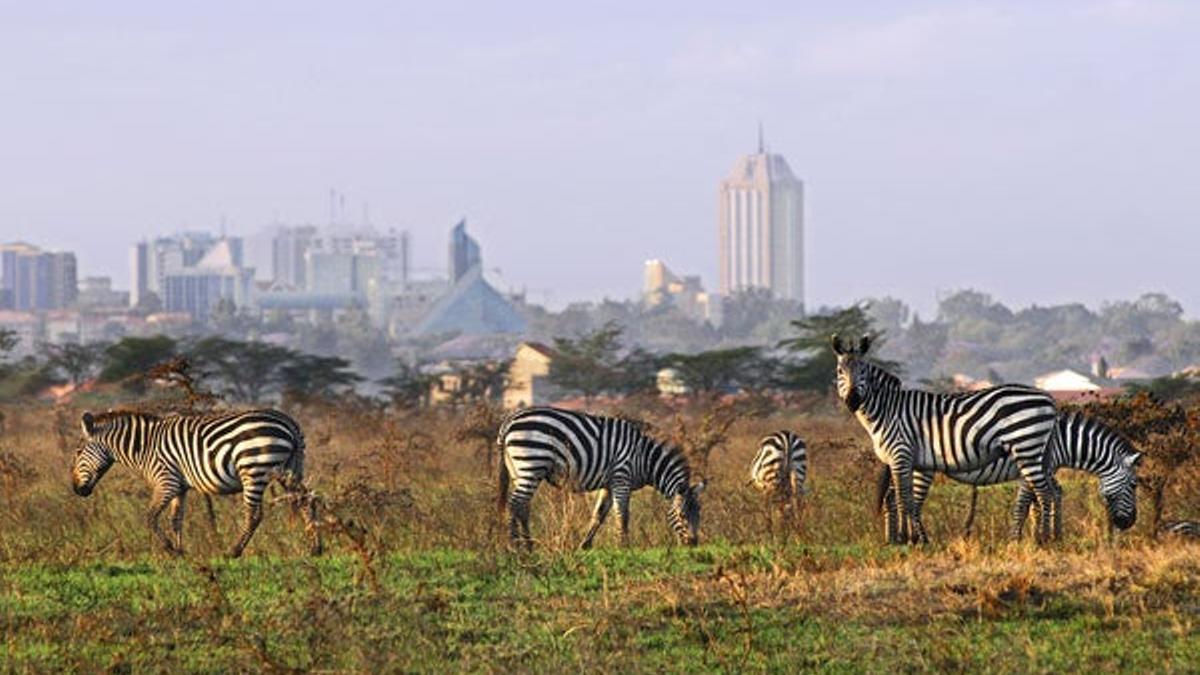 El Parque Nacional de Nairobi, a solo 20 minutos del centro de la ciudad, acoge más de un centenar de especies animales.