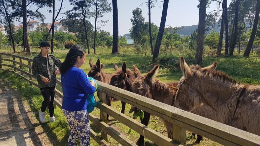 Una mujer da hierba a los borricos.