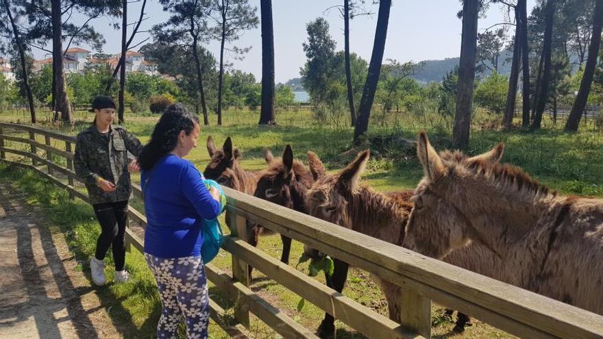 Una mujer da hierba a los borricos.