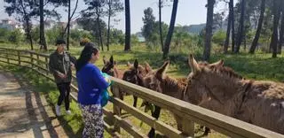 El interés por los burros de A Toxa sigue en aumento
