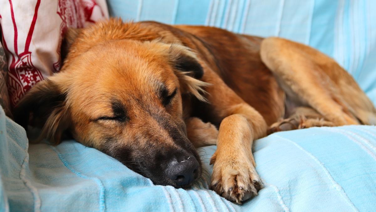 Descubre cuántas horas duerme un perro al día según su edad