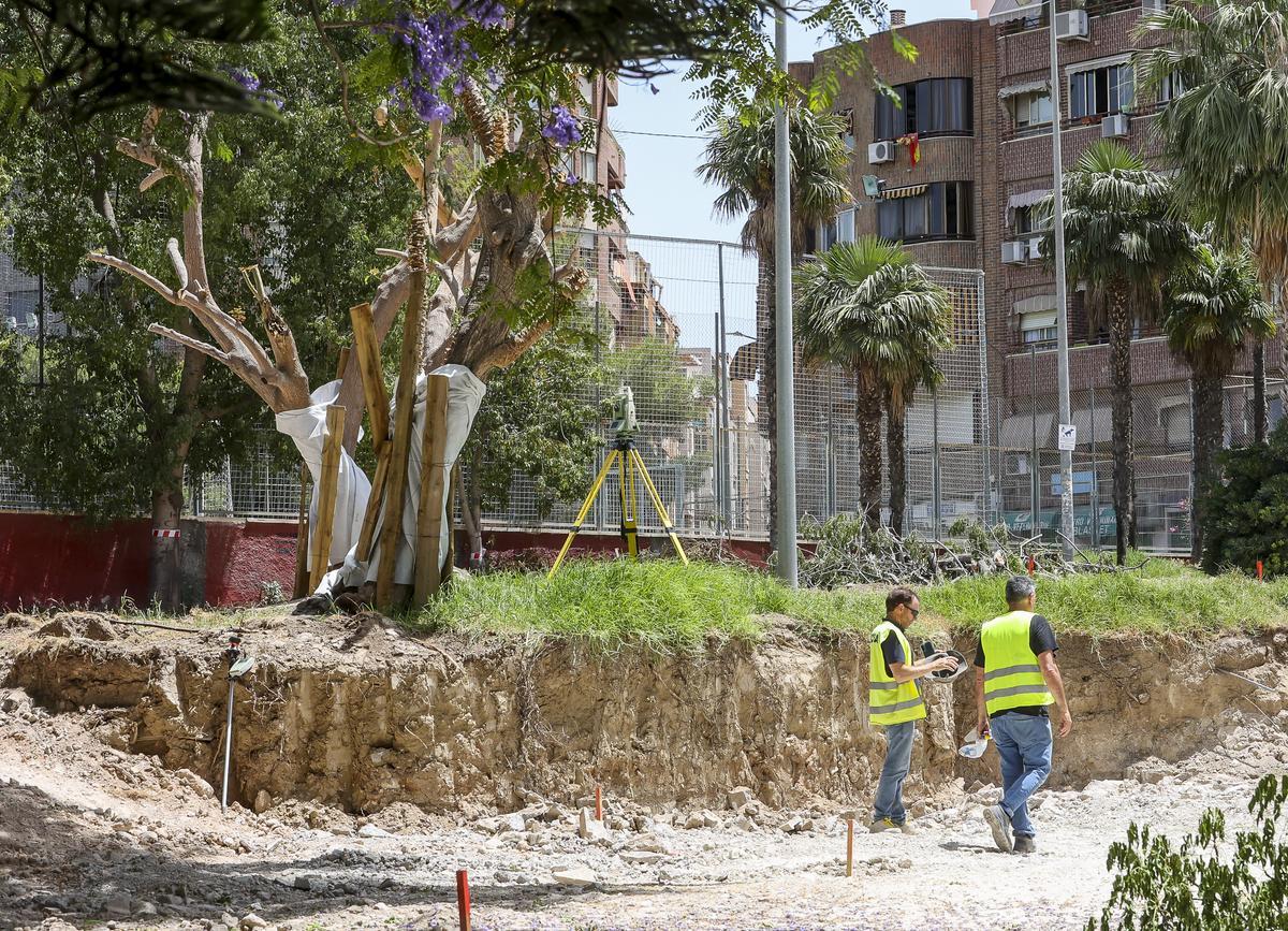 ¿Arboricidio o tala controlada?: polémica por las obras en la plaza de ...