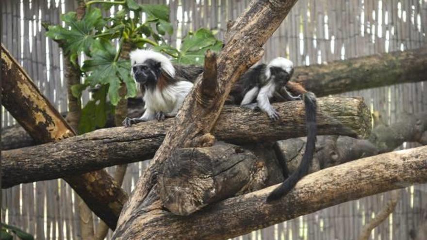 Nace en Terra Natura una cría en riesgo de extinción