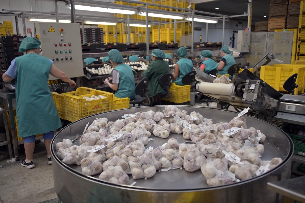 Ajos en malla en las insttalaciones de Ajos Imperio en Benejúzar.