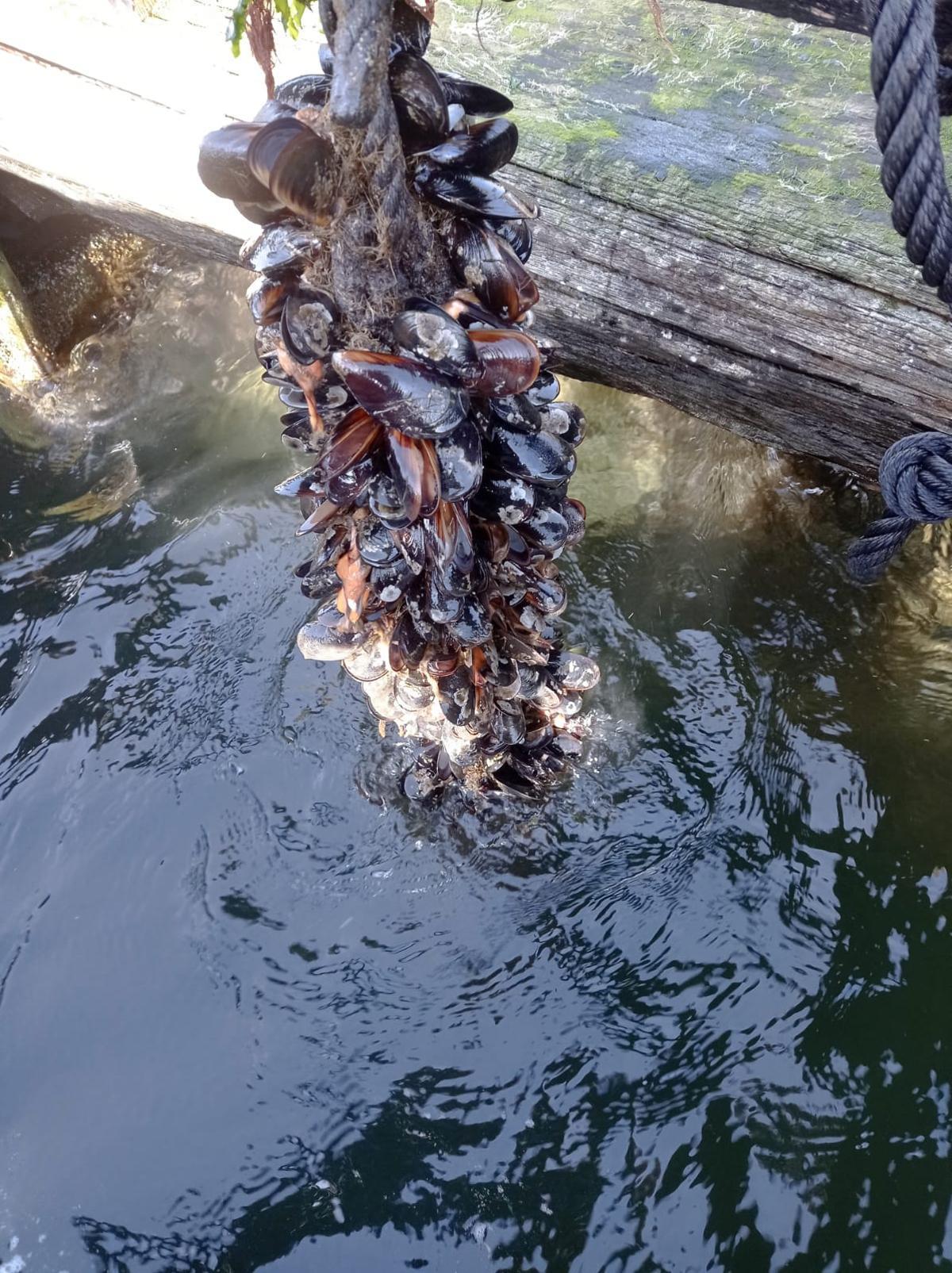 El mejillón también se está viendo afectado.