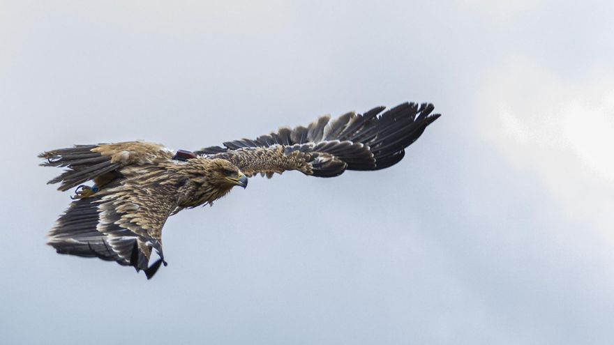 Extinción acelerada: más de 1.300 especies de aves podrían desaparecer en los próximos dos siglos