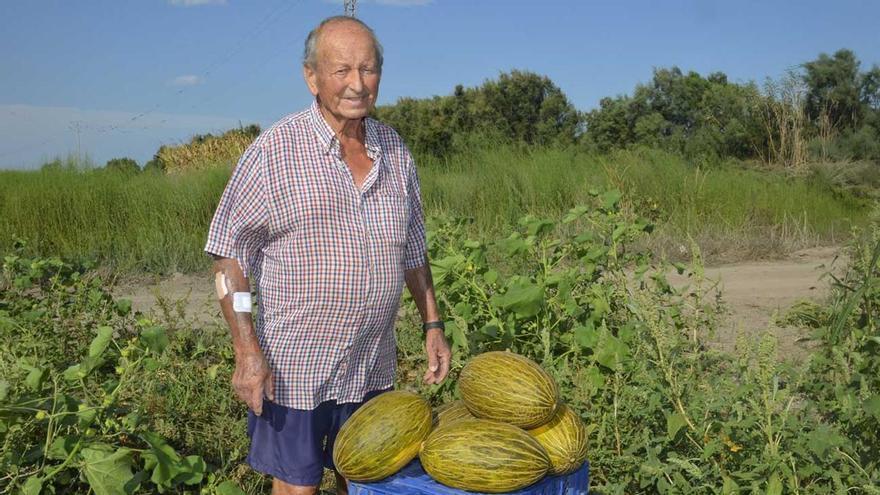Fast ein halbes Jahrhundert baut er eine der besondersten Melonensorten in Castellón an: So widersteht er dem extremen Klima
