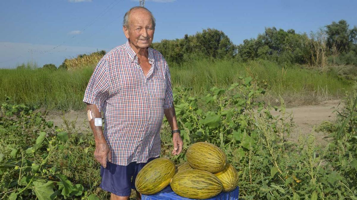Vicente Eixea, toda una vida dedicada al cultivo de 'melons de marjal' en Xilxes.