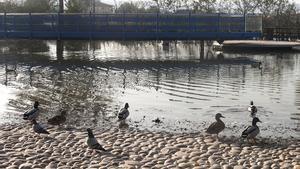 Lago de la Av. de Francesc Macià en Parets del Vallès 