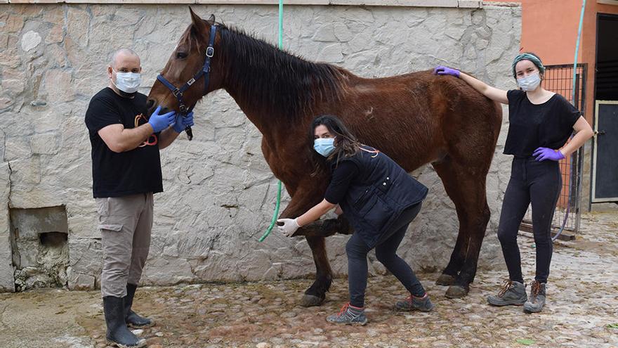 Pedro Ferrer, de la fundación Centauro Quirón, junto a dos fisioterapeutas y uno de los caballos que pasan este confinamiento en sus cuadras en Alguazas.