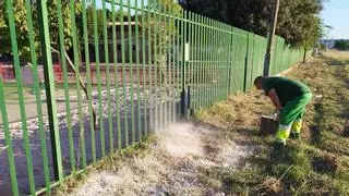 Canals se adelanta a la proliferación de milpiés ante las lluvias: estas son las zonas donde ya se actúa