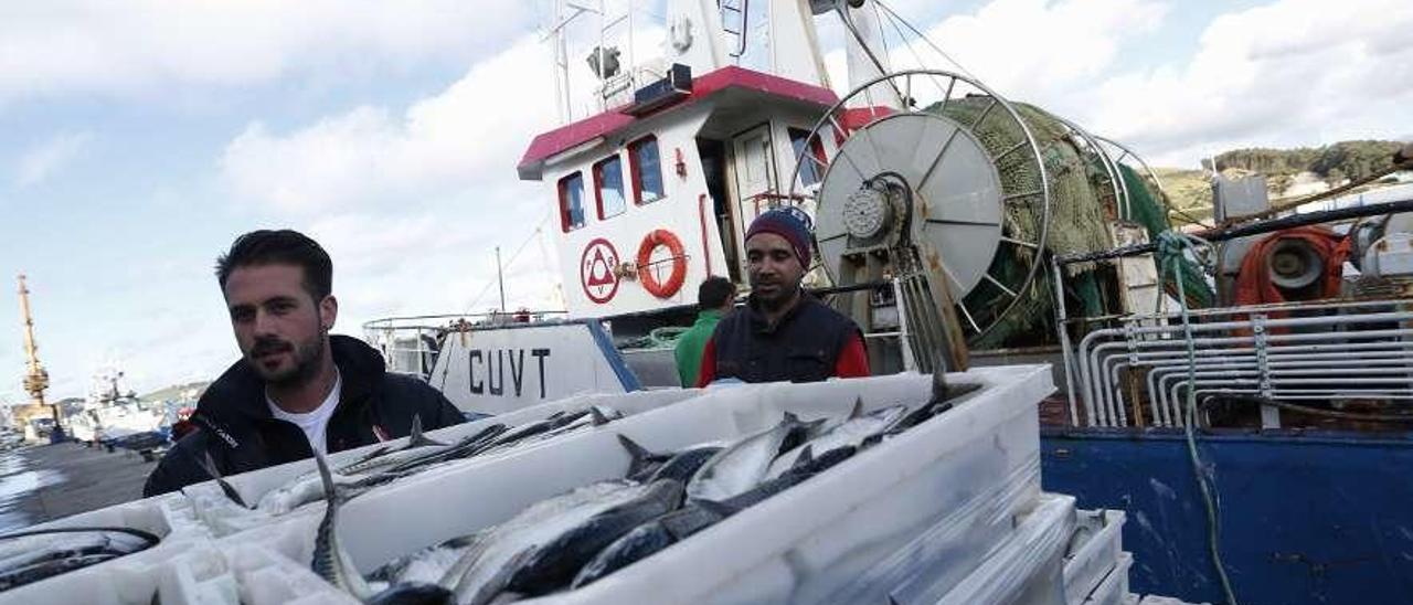 Descarga de xarda, el año pasado, en el puerto de Avilés.