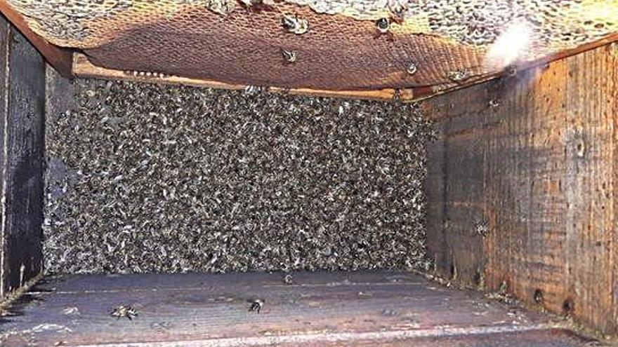 Abejas muertas por asfixia en un colmenar instalado en Robleda-Cervantes.