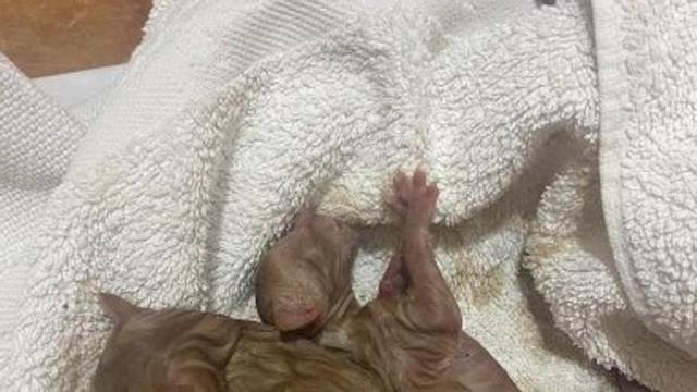 Las crías de gato halladas esta semana en un contenedor en Beluso, que no pudieron ser salvadas.