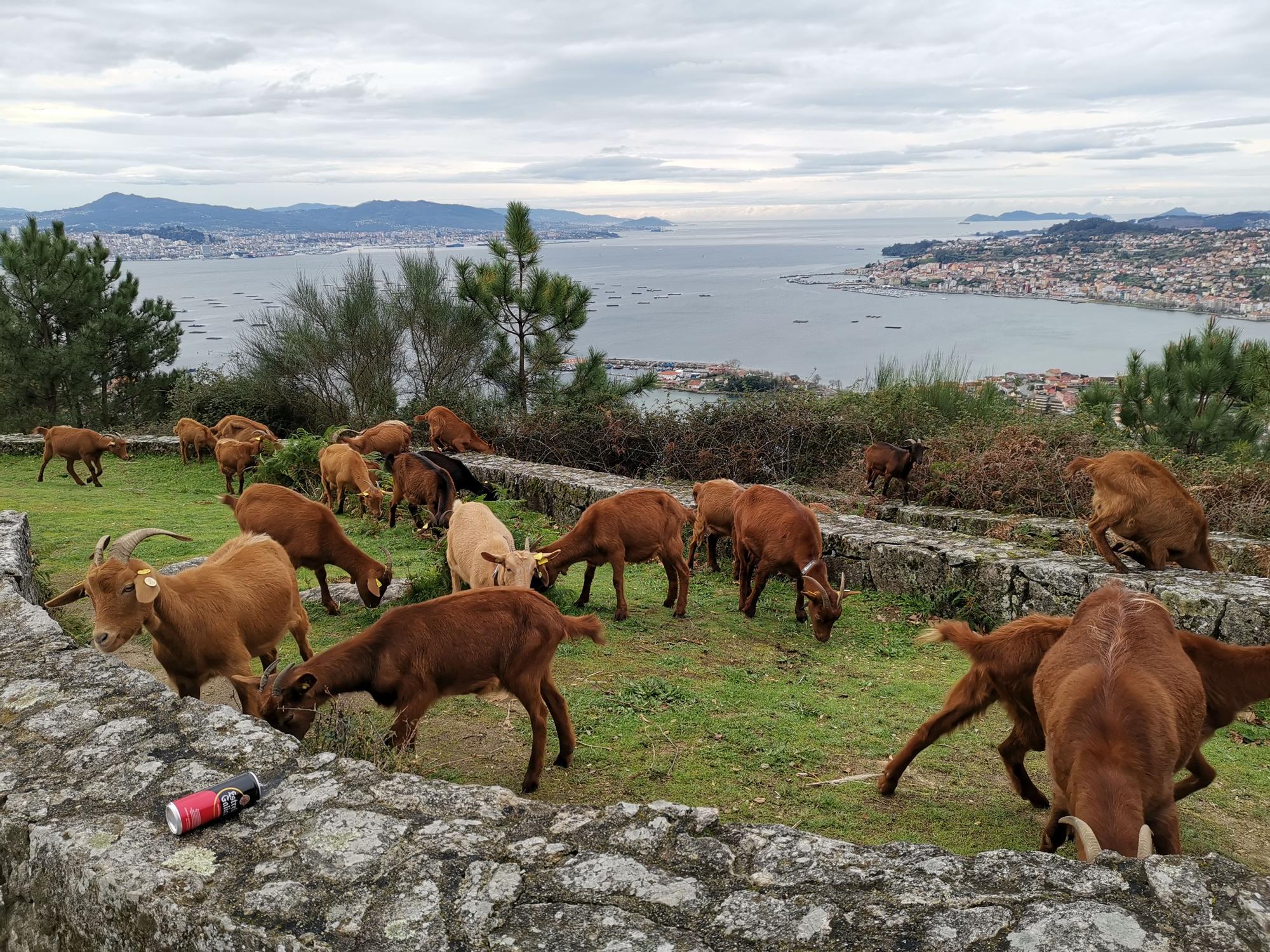 El lobo vuelve a O Morrazo y mata cabras en Meira