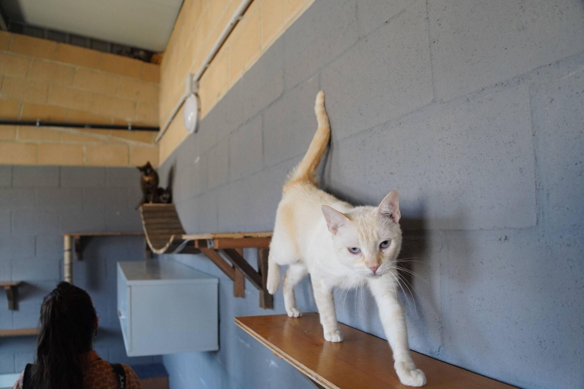 Visita a las instalaciones del nuevo Centro de Protección Animal