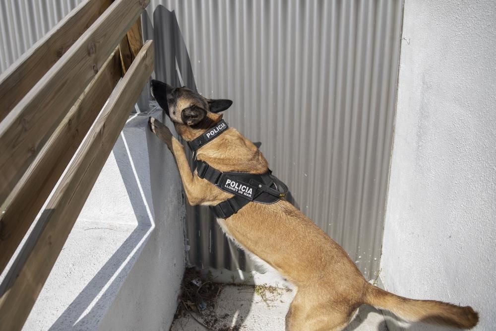 La Unitat Canina de la Policia Local de Lloret de Mar, en acció