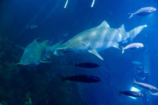 Los tiburones "Currín" y "Elisa", grandes reclamos del Acuario de Gijón (en imágenes)