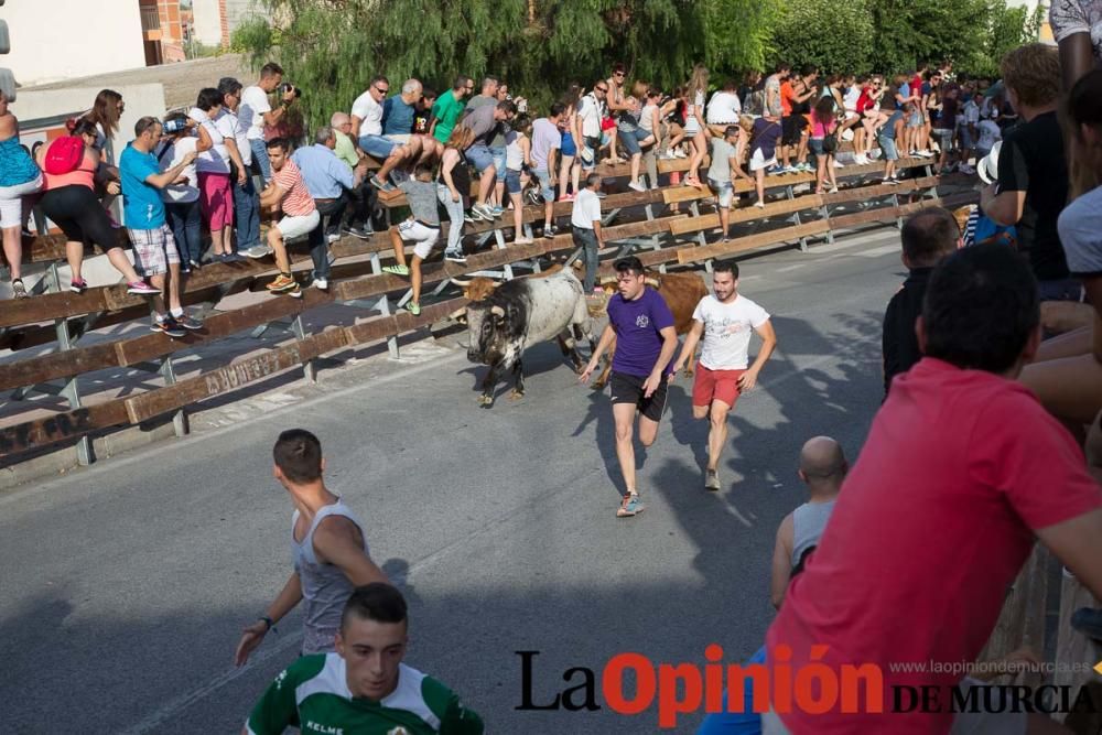 Suelta de vacas en Moratalla