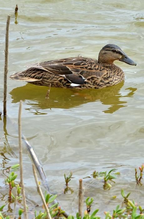 GARZA ÁNADE TORTUGA SUELTA CHARCA MASPALOMAS