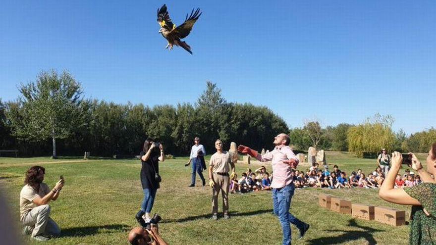 Liberados 12 milanos reales, una especie en peligro de extinción, en el Valle del Ebro