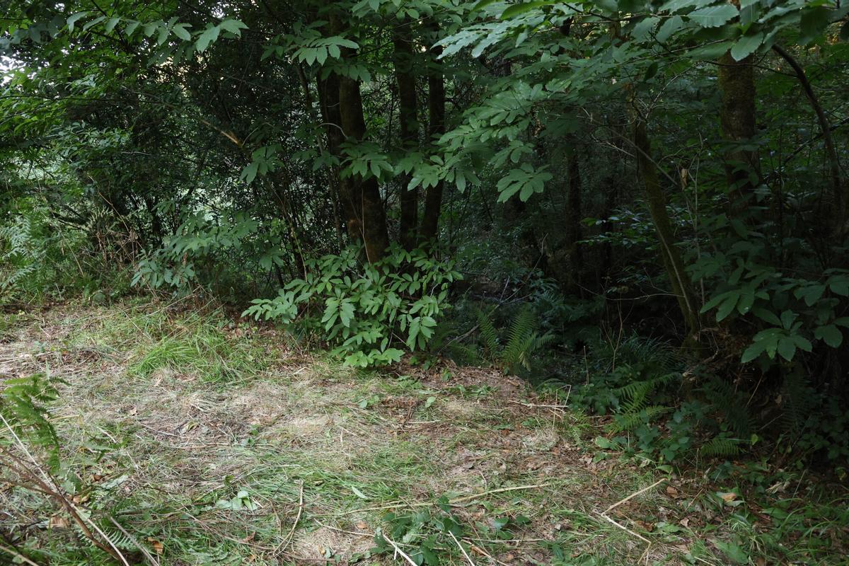Zona boscosa de Redondela, en la parroquia de Negros, donde apareció el cuerpo de María Pereira este domingo
