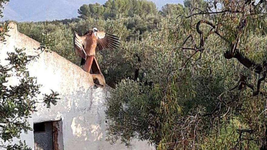 Un buitre, afectado por las tormentas en Rossell