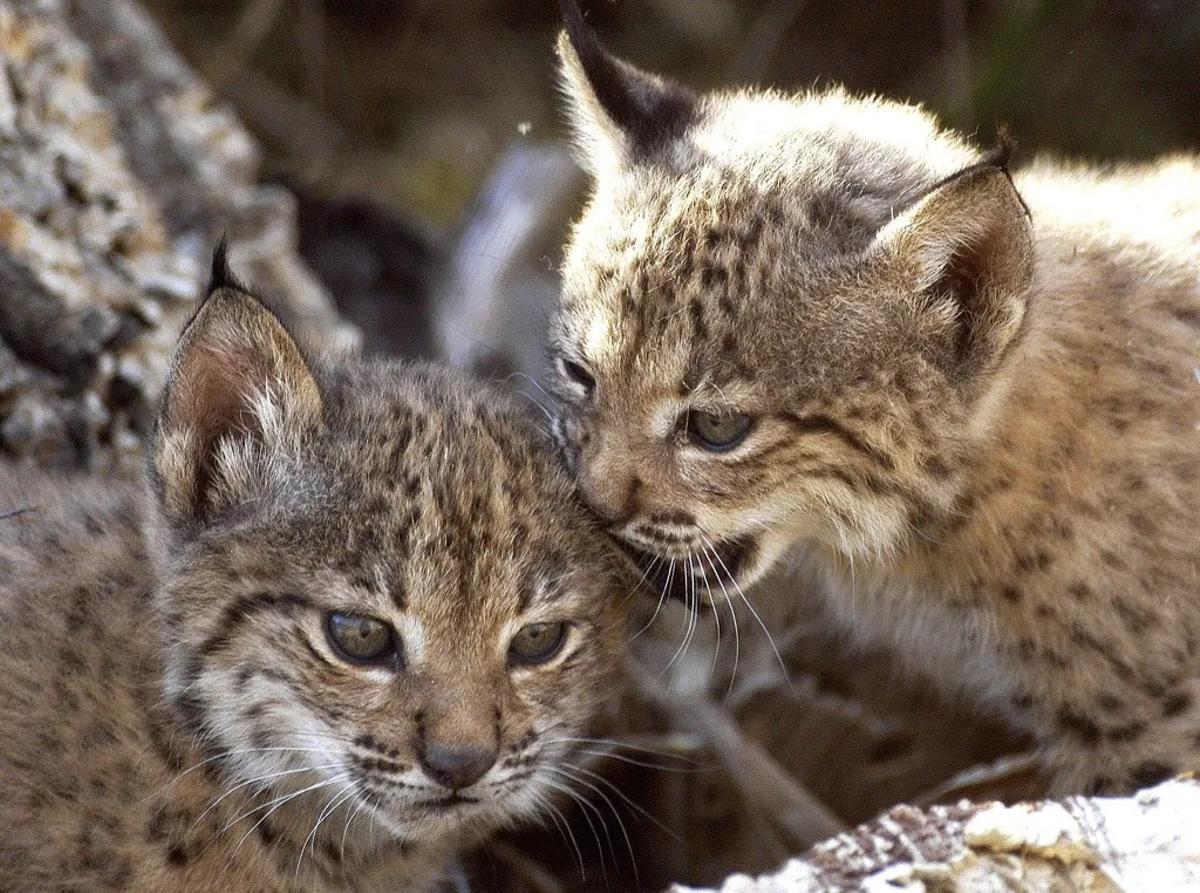 Dos cachorros de lince ibérico