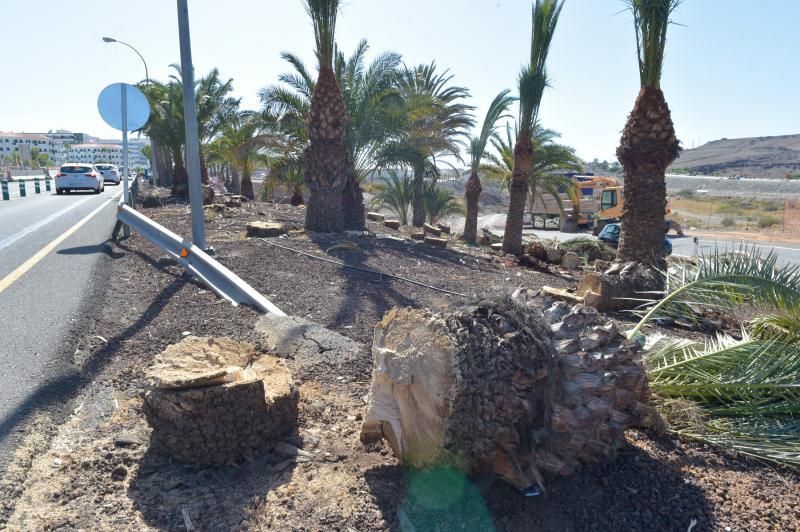 16-08-2018 LAS PALMAS DE GRAN CANARIA. Palmeras taladas en la obra de la rotonda de El Veril. Fotógrafo: ANDRES CRUZ  | 16/08/2018 | Fotógrafo: Andrés Cruz