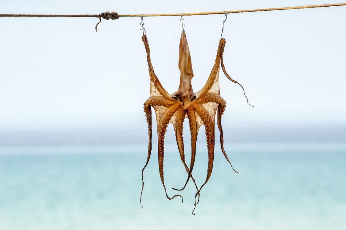 Pulpo colgado para secar