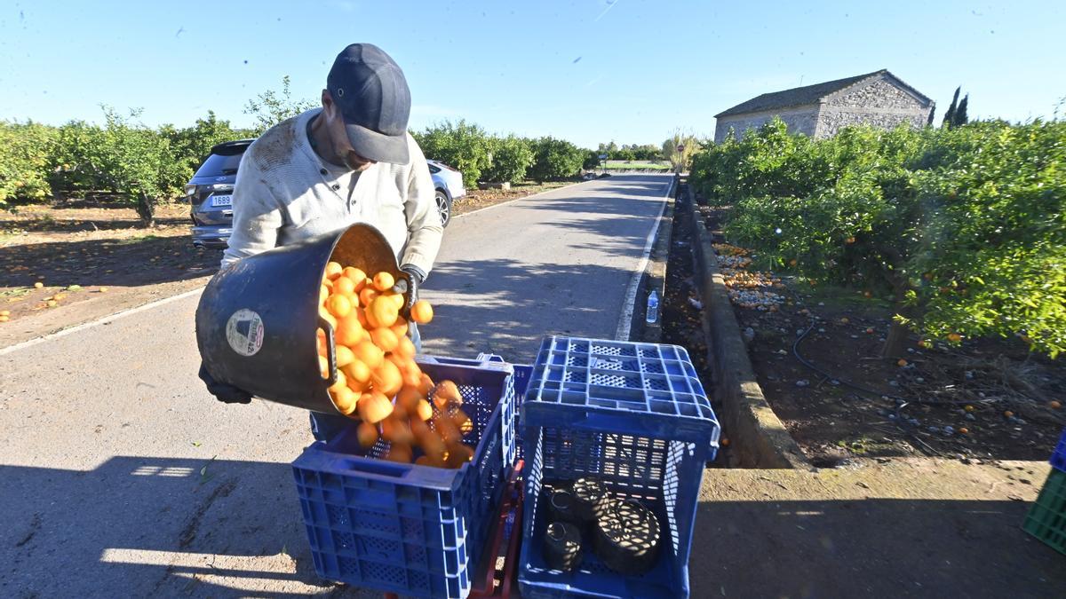 El sector agrario ha ganado empleo con la movilidad laboral