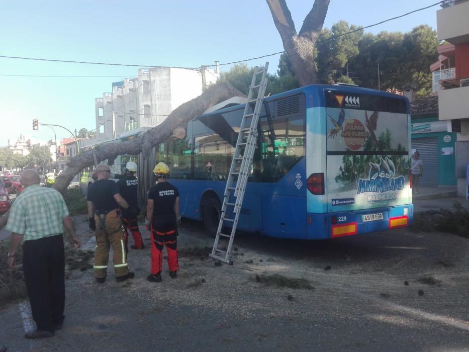 Cae una gran rama de un pino sobre un autobús en el Camí de Can Pastilla -  Diario de Mallorca