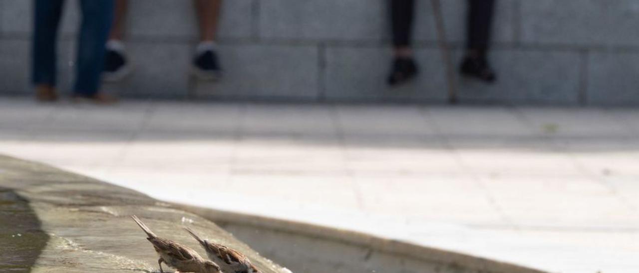 Dos pájaros beben agua de una fuente en la capital. Jose Luis Fernández