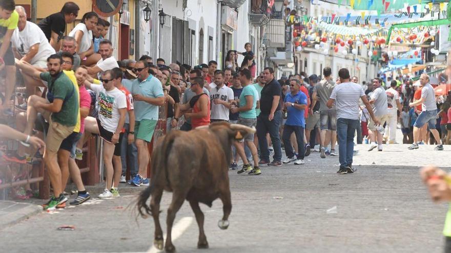 El Viso se queda este año sin sus populares encierros taurinos por el covid-19