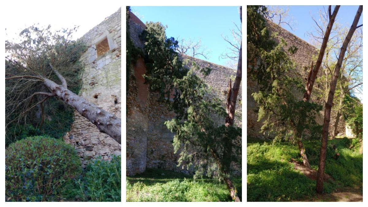 Alguns dels exemplars malmesos a prop de la muralla de Girona.