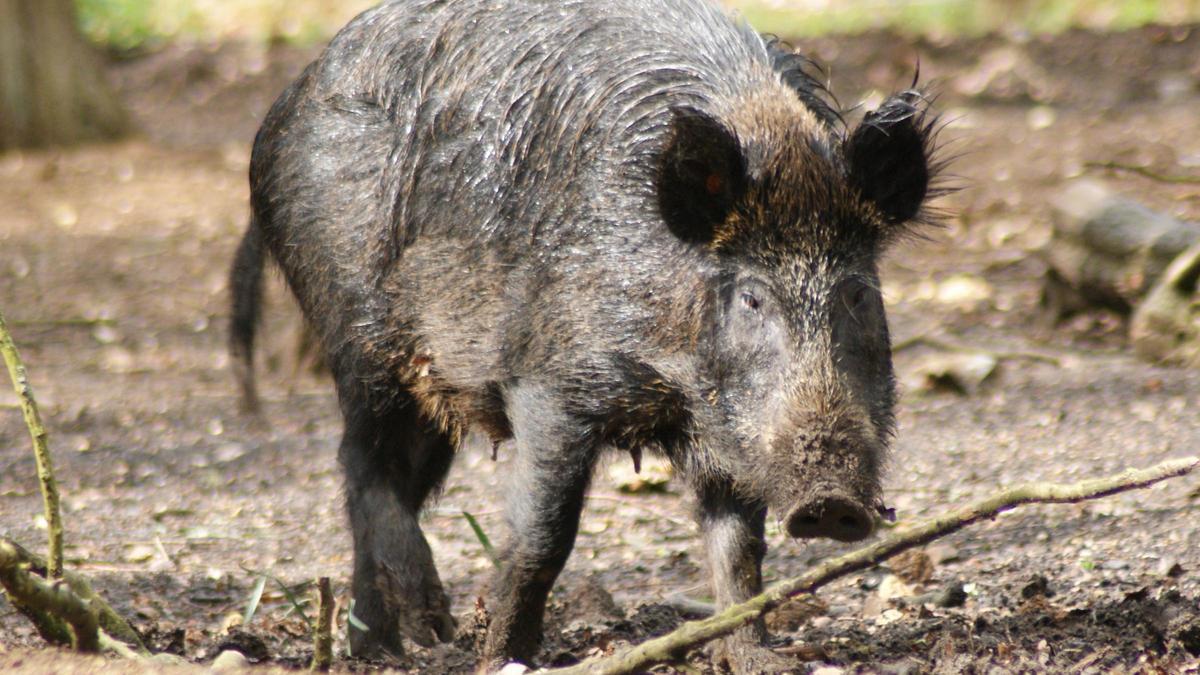 Una femella de porc senglar
