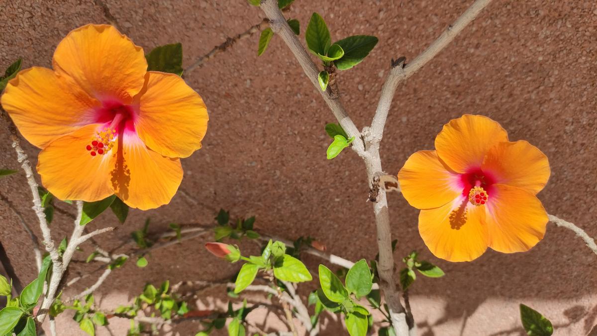 Hibisc de color groc.